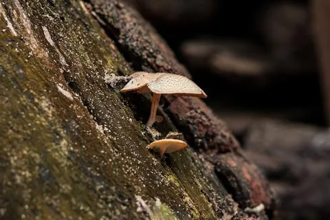 Tiny mushrooms growing on textured tree bark in natural light, showcasing for 스톡 사진