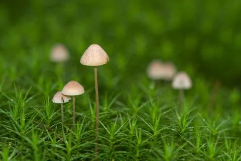 Tiny mushrooms in moss Stock Photos