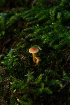 Tiny Mushrooms On Moss Stock Photos