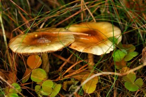 Tiny mushrooms Stock Photos