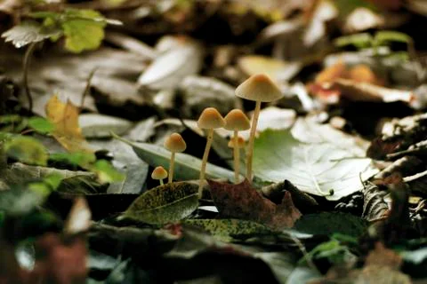 Tiny mushrooms Stock Photos