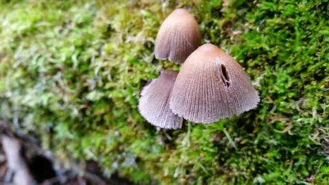 Tiny mushrooms Stock Photos
