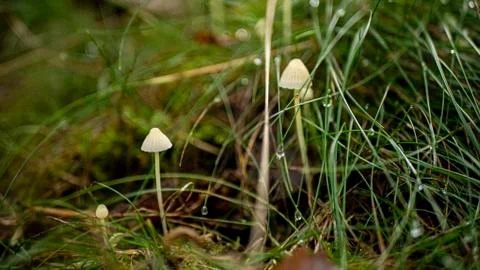 Tiny Mushrooms Foto stock