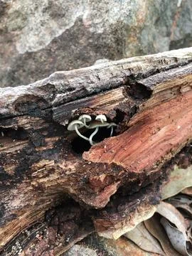 Tiny Mushrooms 写真素材