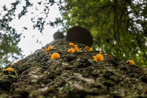 Tiny Mushrooms on Tree Foto stock