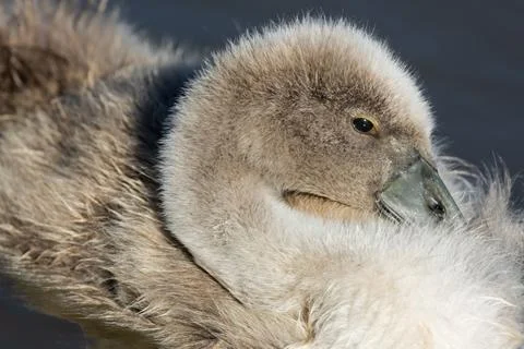 Tiny Mute Swan Cygnet Resting Among Soft Down Feathers Stock Photos