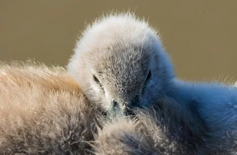 Tiny Mute Swan Cygnet Resting Among Soft Down Feathers Stock Photos