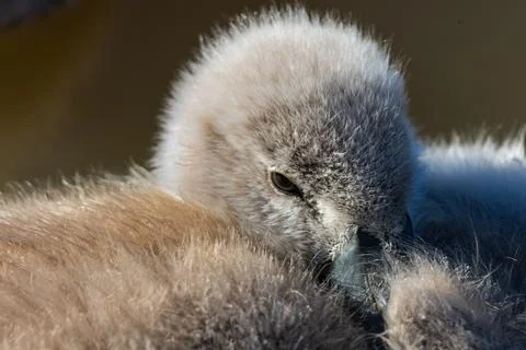 Tiny Mute Swan Cygnet Resting Among Soft Down Feathers Stock Photos