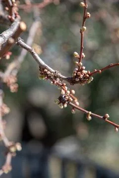 Tiny new buds emerging from bare plum tree branches outdoors in early spring Stock Photos