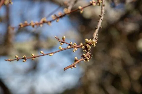 Tiny new buds emerging from bare plum tree branches outdoors in early spring Stock Photos