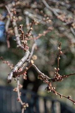 Tiny new buds emerging from bare plum tree branches outdoors in early spring Stock Photos