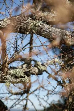 Tiny new buds emerging from bare plum tree branches outdoors in early spring Stock Photos