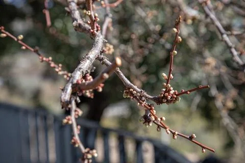 Tiny new buds emerging from bare plum tree branches outdoors in early spring Stock Photos