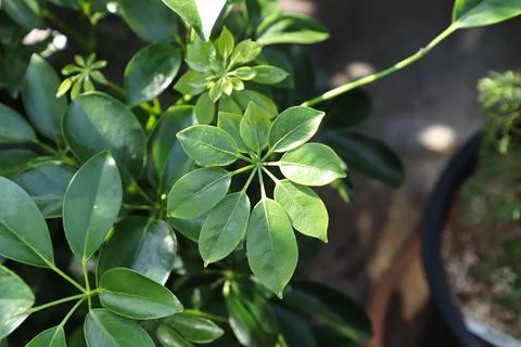Tiny new growth leaves on a dwarf umbrella tree Stock Photos