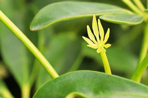 Tiny new growth leaves on a dwarf umbrella tree Stock Photos