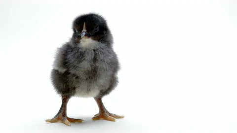 Tiny newborn black chicken chick on light white studio background. Concept of 스톡 동영상 190899131