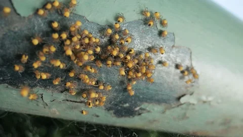 Tiny newborn garden spiders macro, Araneus diadematus Vídeos de archivo 166927919