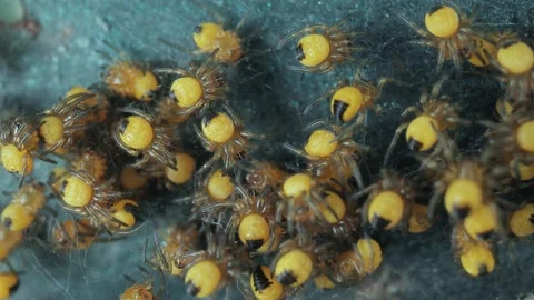 Tiny newborn garden spiders macro, Araneus diadematus Vídeos de archivo 195995855