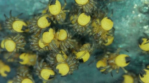 Tiny newborn garden spiders macro, Araneus diadematus Vídeos de archivo 220812945