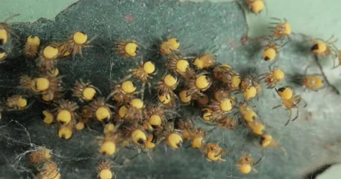 Tiny newborn garden spiders macro, Araneus diadematus Stock Footage 227027575