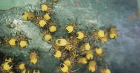 Tiny newborn garden spiders macro, Araneus diadematus Vídeos de archivo 234942207