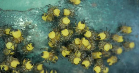 Tiny newborn garden spiders macro, Araneus diadematus Stock Footage 249965341