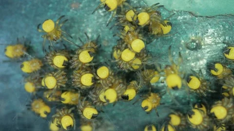 Tiny newborn garden spiders macro, Araneus diadematus Vídeos de archivo 301545335