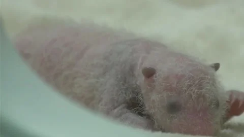 Tiny Newborn Giant Panda Cub Resting in a Breeding Center, Chengdu, Sichuan 動画素材 337802233