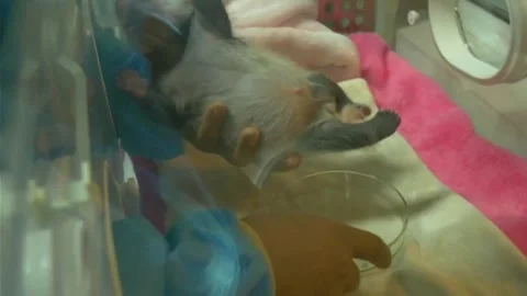 Tiny Newborn Giant Panda Cub Receiving Care at Chengdu Base, Sichuan, China Vídeo Stock 337802246