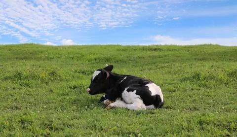 Tiny newborn Holstein laying alone in the field Stock Photos