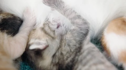 A tiny newborn kitten sucking breast milk. Video stock 281143825