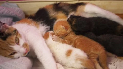 Tiny newborn kittens sleeping near mother Stock Footage 188918640