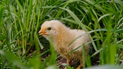 Tiny newborn poultry chicken chick on green grass among blooming dandelions Stock Footage 190893356