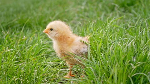 Tiny newborn poultry chicken chick grazing on green grass background. Concept of Stock Footage 190905867