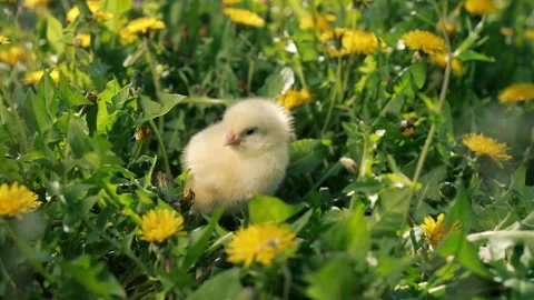 Tiny newborn poultry chicken chick on green grass among blooming dandelions Stock Footage 273516033