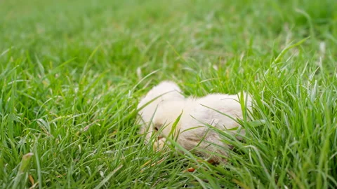 Tiny newborn poultry chicken chicks on green grass domestic farm background Stock Footage 190885533