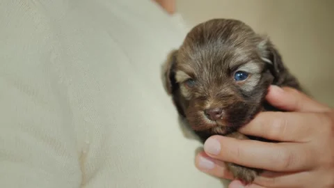 Tiny newborn puppy held gently in hands by caring owner close up view of fl.. Stock Footage 334532909