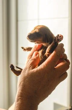 Tiny newborn puppy held gently in caring human hands, showcasing its delica.. Foto stock