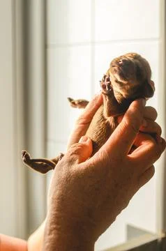 Tiny newborn puppy held gently in caring hands at a veterinary clinic Stock Photos