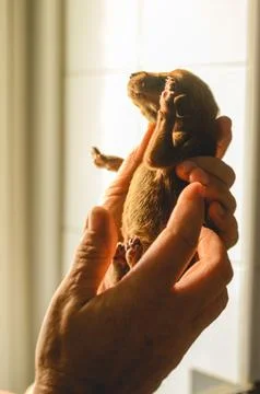 Tiny newborn puppy held gently in caring hands, bathed in warm sunlight Stock Photos