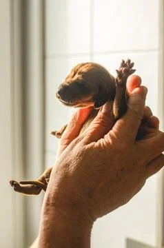 Tiny newborn puppy held gently in caring hands at a veterinary clinic Stock Photos