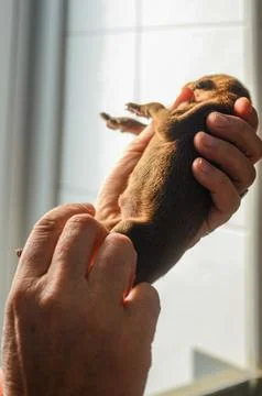 Tiny newborn puppy held gently in caring hands at a veterinary clinic Stock Photos