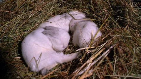 Tiny newborn rabbits resting on hay Stock Footage 317778008