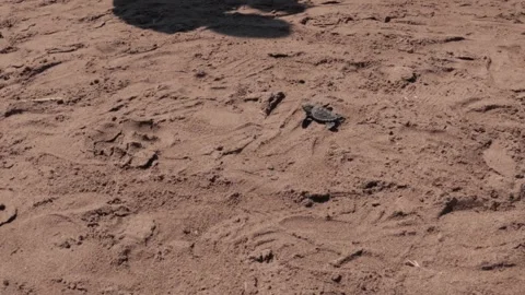 Tiny Newborn Sea Turtle Hatchling Crawling Across Textured Sandy Beach Stock Footage 328305299