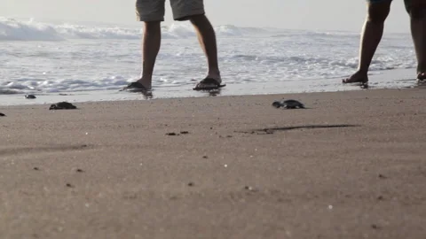 Tiny newborn turtles head to the sea for the first time. Stock Footage 140140604