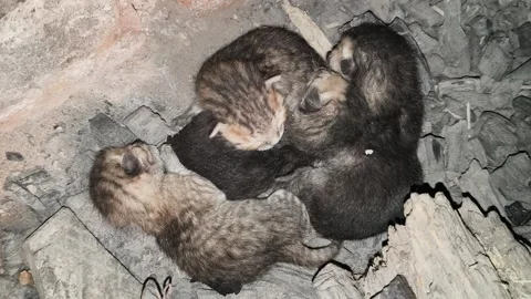 Tiny, newly born kittens. 動画素材 329081426
