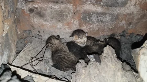 Tiny, newly born kittens. Vidéo 329081428