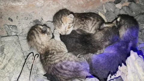 Tiny, newly born kittens. Видео 329081894