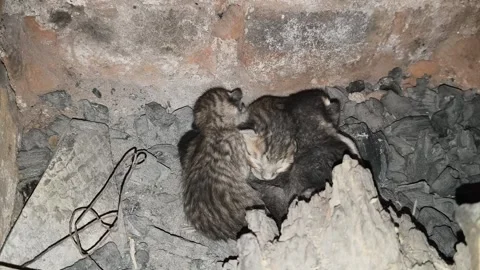 Tiny, newly born kittens. 库存影片 329082785