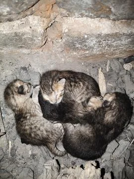 Tiny, newly born kittens. Stock Photos